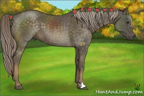 Horse Color:Chocolate Palomino 