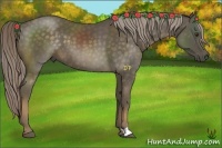 Horse Color:Chocolate Palomino 