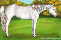 Horse Color:White Spotted Liver Chestnut Splash 