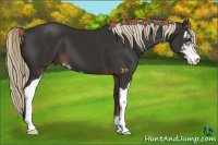 Horse Color:Liver Chestnut Sabino 