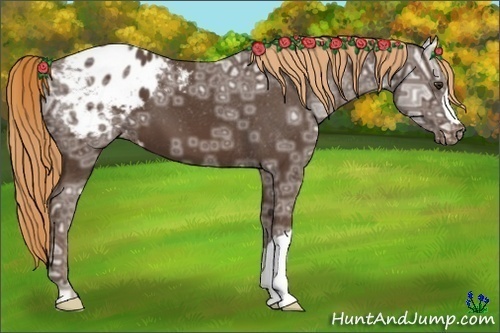 Horse Color:Liver Chestnut Ice Appaloosa 