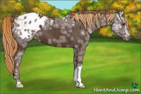 Horse Color:Liver Chestnut Ice Appaloosa 
