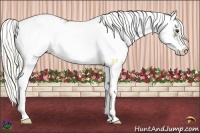 Horse Color:Liver Chestnut Mushroom Sabino Varnish Rabicano