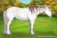 Horse Color:Red Dun Sabino Rabicano 