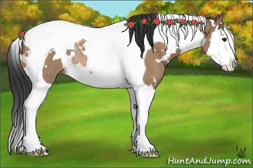 Horse Color:White Spotted Bay Dun Splash Tobiano Rabicano 