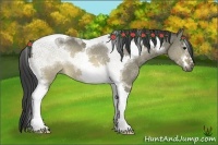 Horse Color:Buckskin Dun Sabino Tobiano Frame Rabicano 