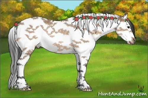 Horse Color:Bay Dun Splash Tobiano Rabicano 