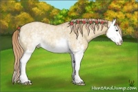 Horse Color:White Spotted Red Dun Splash Rabicano