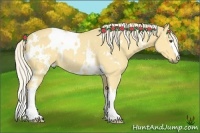 Horse Color:White Spotted Palomino Dun Rabicano