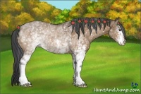 Horse Color:White Spotted Bay Dun Rabicano
