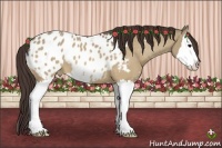 Horse Color:Bay Dun Sabino Splash Appaloosa 