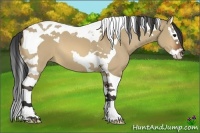 Horse Color:Bay Dun Splash Tobiano