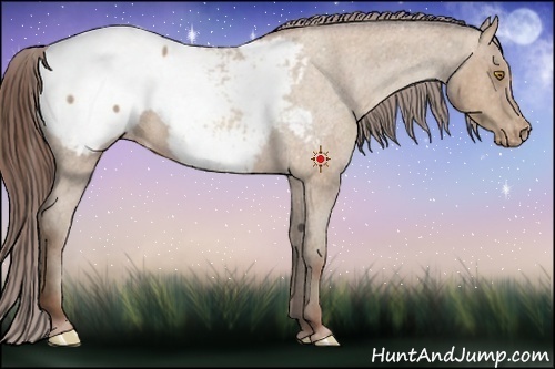 Horse Color:Sable Champagne Roan Appaloosa 