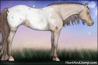 Horse Color:Sable Champagne Roan Appaloosa 