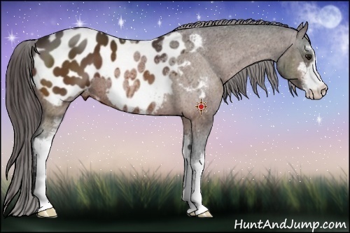 Horse Color:Bay Sabino Appaloosa