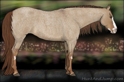 Horse Color:Red Dun Roan Splash Frame 