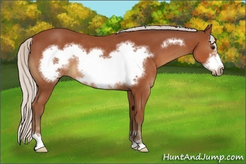 Horse Color:Silver Bay Sabino Frame Rabicano 