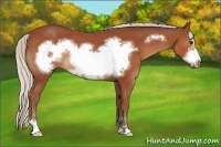 Horse Color:Silver Bay Sabino Frame Rabicano 