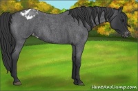 Horse Color:Blue Roan Varnish 