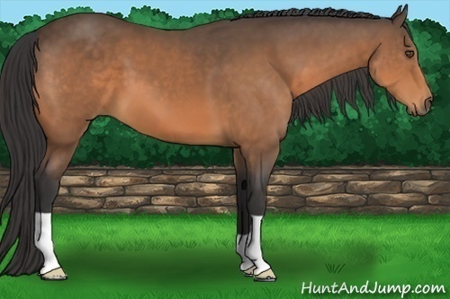 Horse Color:Buckskin 