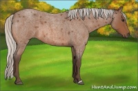 Horse Color:Silver Bay Roan 