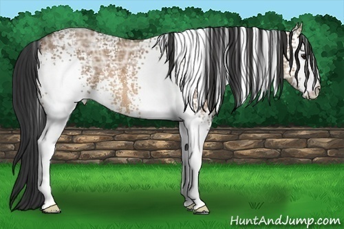 Horse Color:White Spotted Bay Ice Dun 