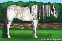 Horse Color:White Spotted Bay Ice Dun