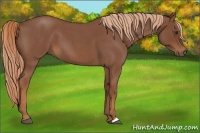 Horse Color:Red Roan 