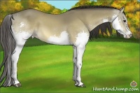 Horse Color:Buckskin Sabino Splash