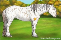 Horse Color:Amber Champagne Roan Appaloosa and Amber Champagne Roan Appaloosa