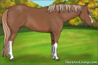 Horse Color:Chestnut 