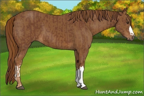 Horse Color:Unknown 