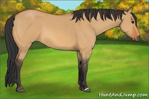 Horse Color:Bay Dun 