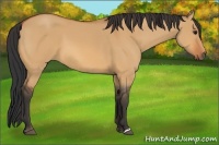 Horse Color:Bay Dun