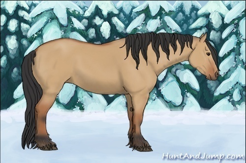 Horse Color:Bay Dun