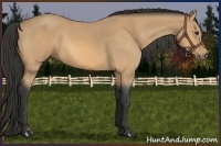 Horse Color:Buckskin