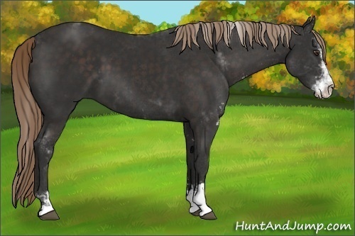 Horse Color:Liver Chestnut Sabino