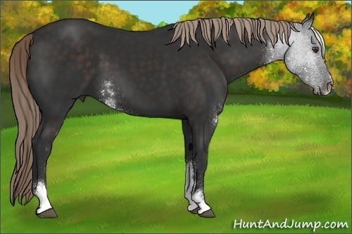 Horse Color:Liver Chestnut Sabino 