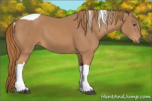 Horse Color:Chestnut Tobiano