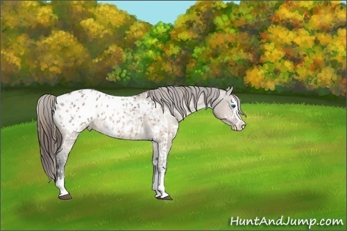Horse Color:Buckskin Sabino Splash Blanket  and White Spotted Bay Dun Sabino Splash Blanket 