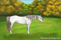 Horse Color:Buckskin Sabino Splash Blanket and White Spotted Bay Dun Sabino Splash Blanket