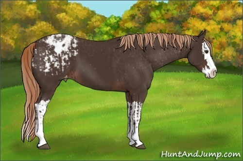 Horse Color:Liver Chestnut Sabino Splash Varnish  and Liver Chestnut Sabino Splash Varnish 