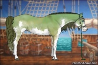 Horse Color:Liver Red Dun Splash