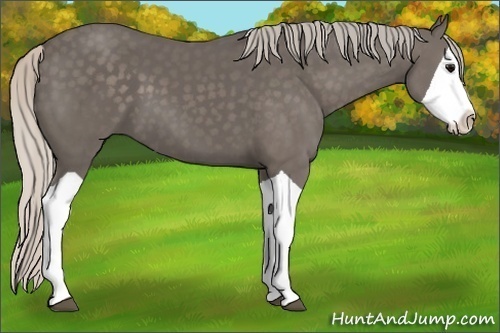 Horse Color:Silver Black Splash