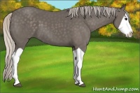 Horse Color:Silver Black Splash