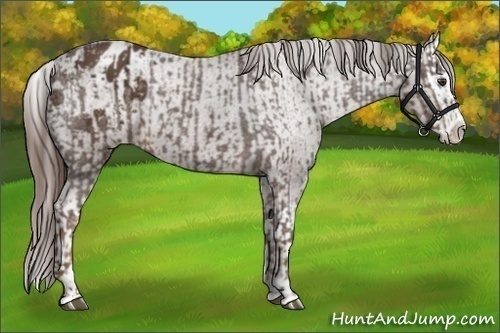 Horse Color:Liver Chestnut Sabino Splash Appaloosa and Liver Chestnut Sabino Splash Appaloosa