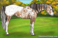 Horse Color:Gray Bay Sabino Splash Appaloosa  and Gray Amber Champagne Sabino Splash Appaloosa 