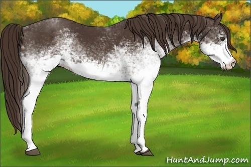 Horse Color:White Spotted Liver Chestnut 