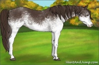 Horse Color:White Spotted Liver Chestnut 