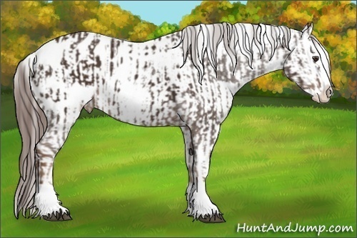 Horse Color:Liver Chestnut Sabino Splash Appaloosa  and Liver Chestnut Sabino Splash Appaloosa 